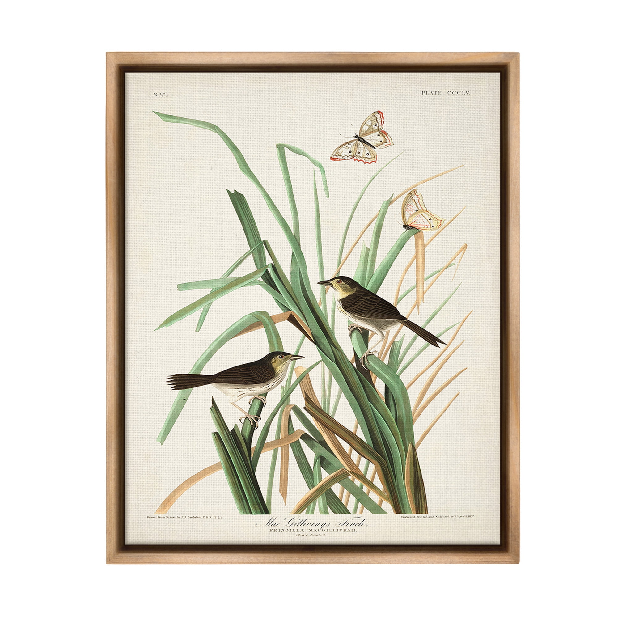 Stupell Industries Traditional Nature Study Animals & Insects Painting Brown Floater Framed Canvas Art Print Wall Art, 25 x 31