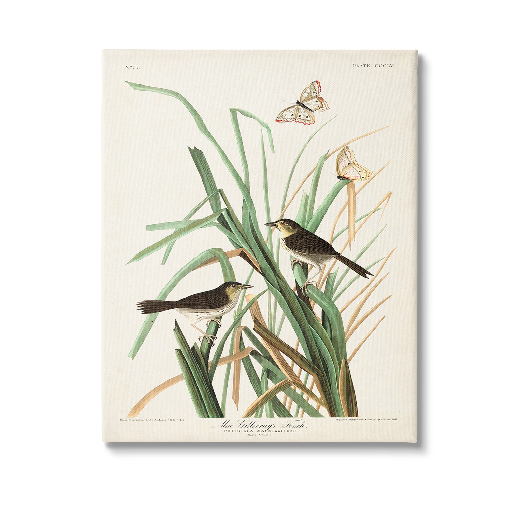 Stupell Industries Traditional Nature Study Animals & Insects Painting Gallery Wrapped Canvas Art Print Wall Art, 36 x 48