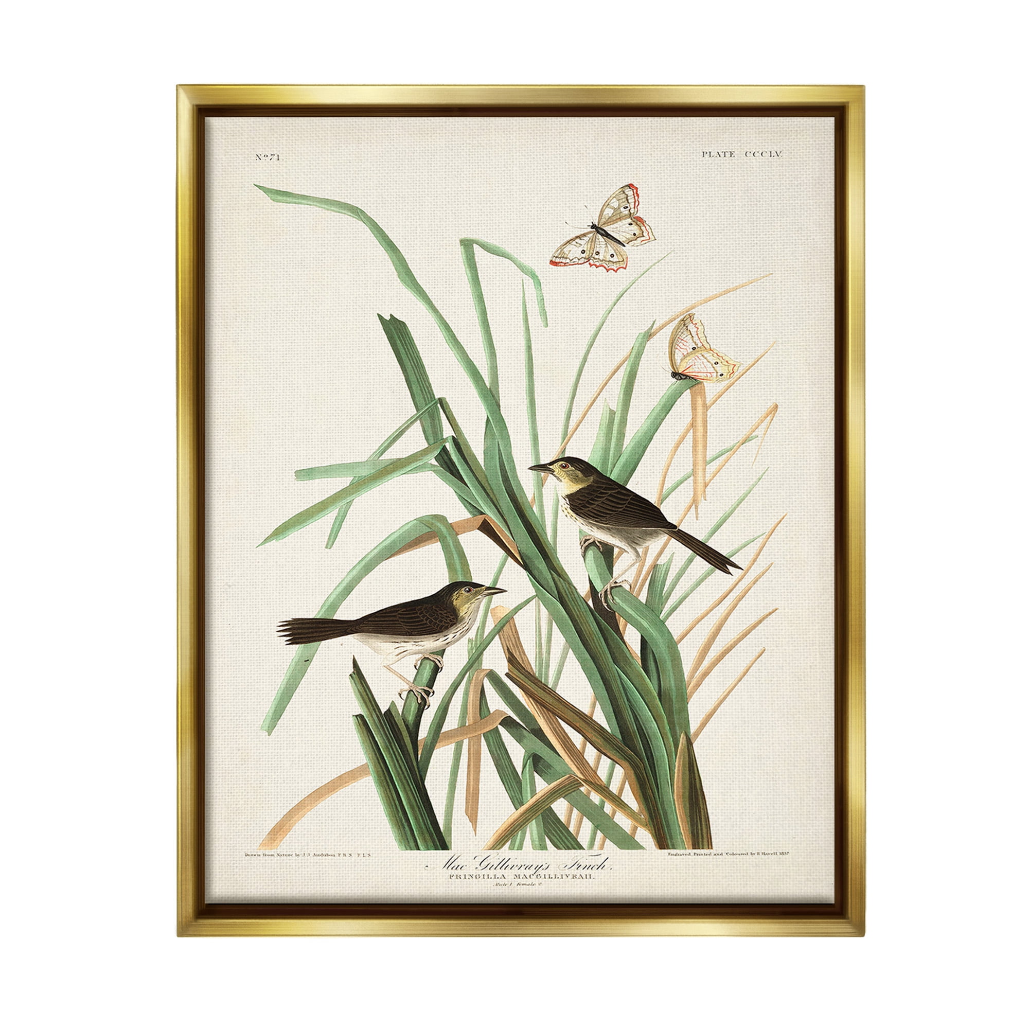 Stupell Industries Traditional Nature Study Animals & Insects Painting Gold Floater Framed Canvas Art Print Wall Art, 17 x 21