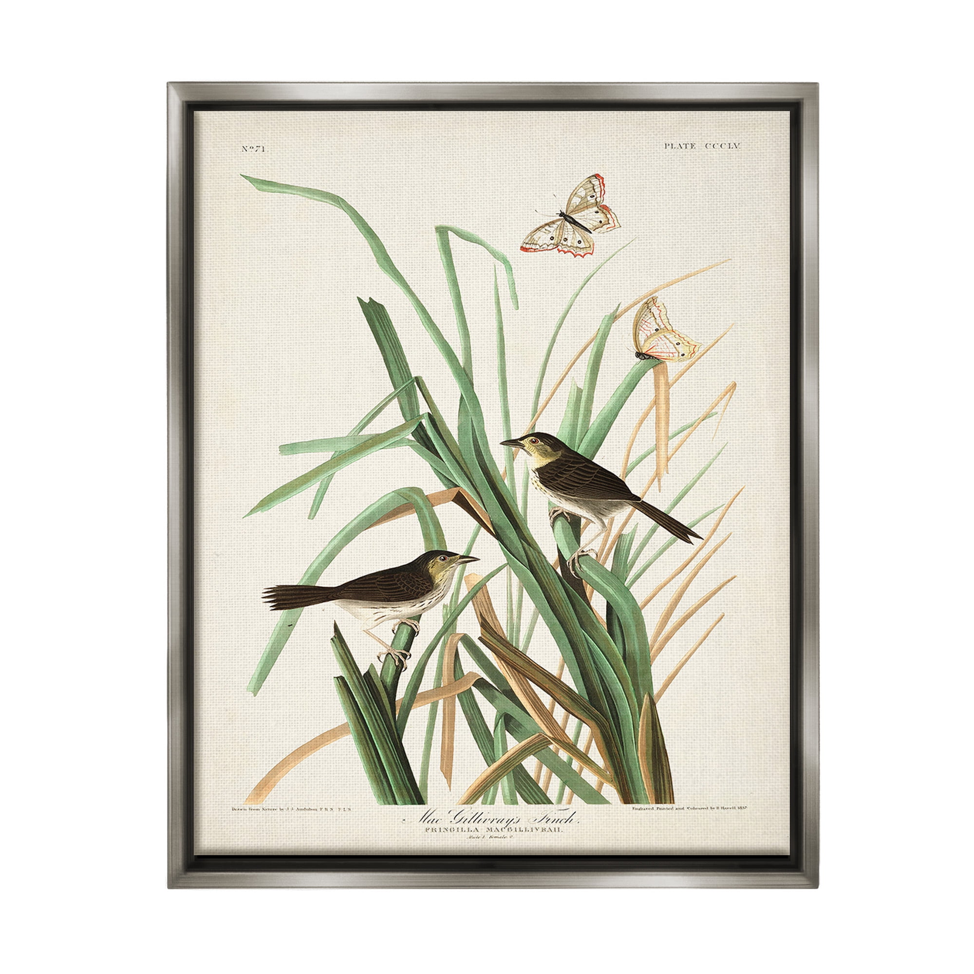 Stupell Industries Traditional Nature Study Animals & Insects Painting Gray Floater Framed Canvas Art Print Wall Art, 17 x 21