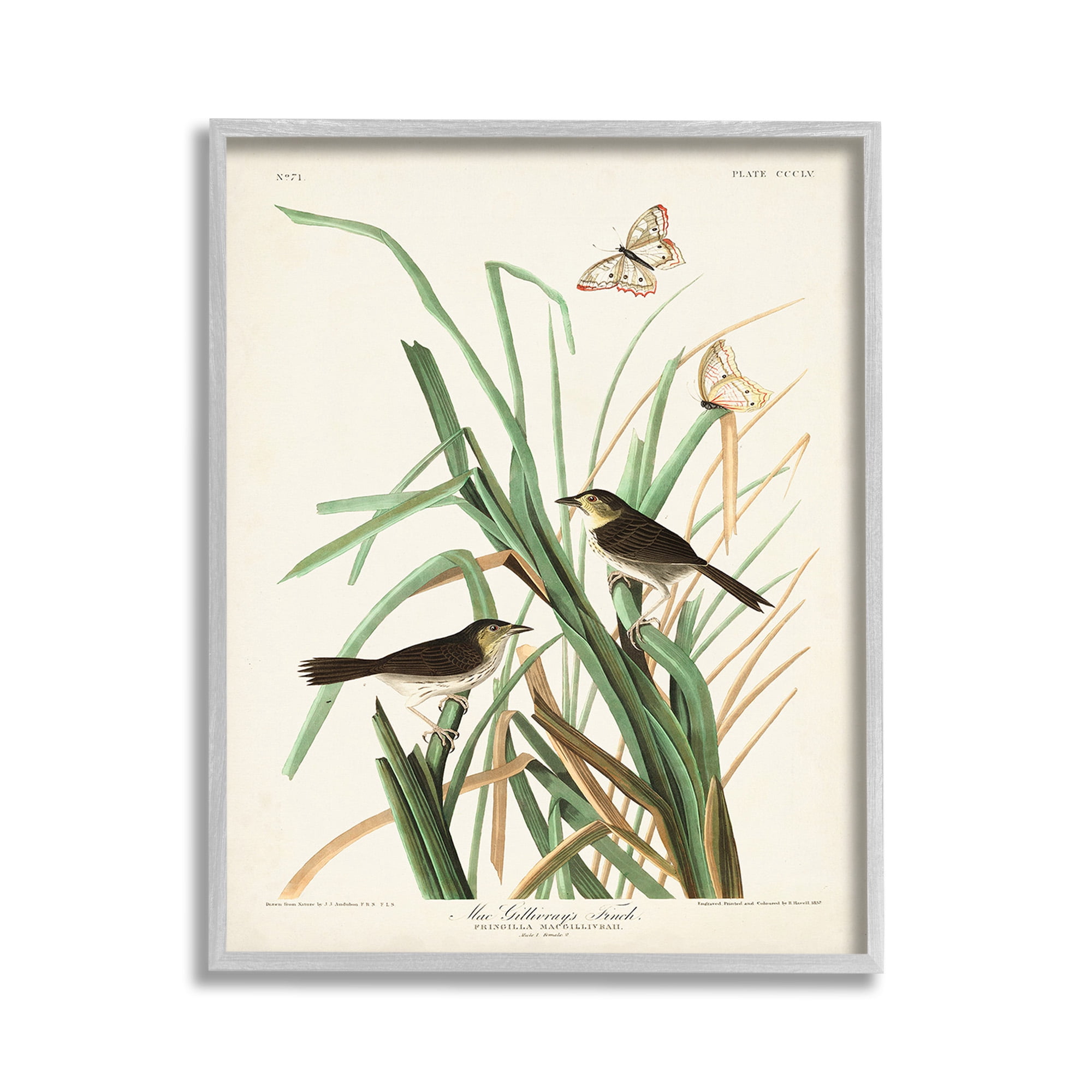 Stupell Industries Traditional Nature Study Animals & Insects Painting Gray Framed Art Print Wall Art, 11 x 14