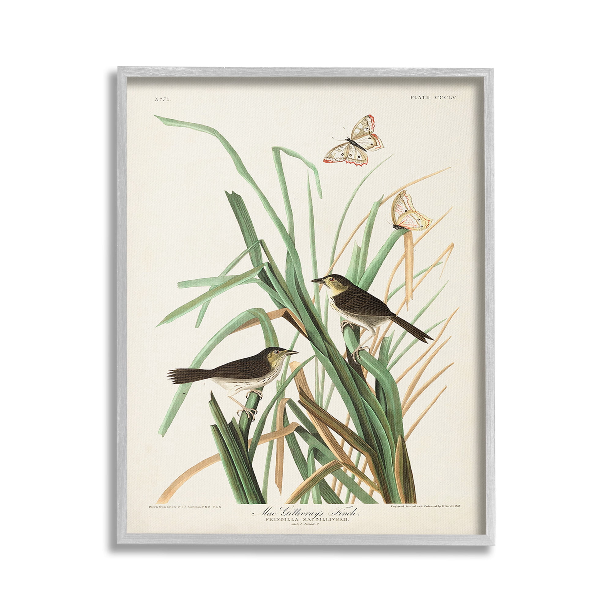 Stupell Industries Traditional Nature Study Animals & Insects Painting Gray Framed Art Print Wall Art, 16 x 20