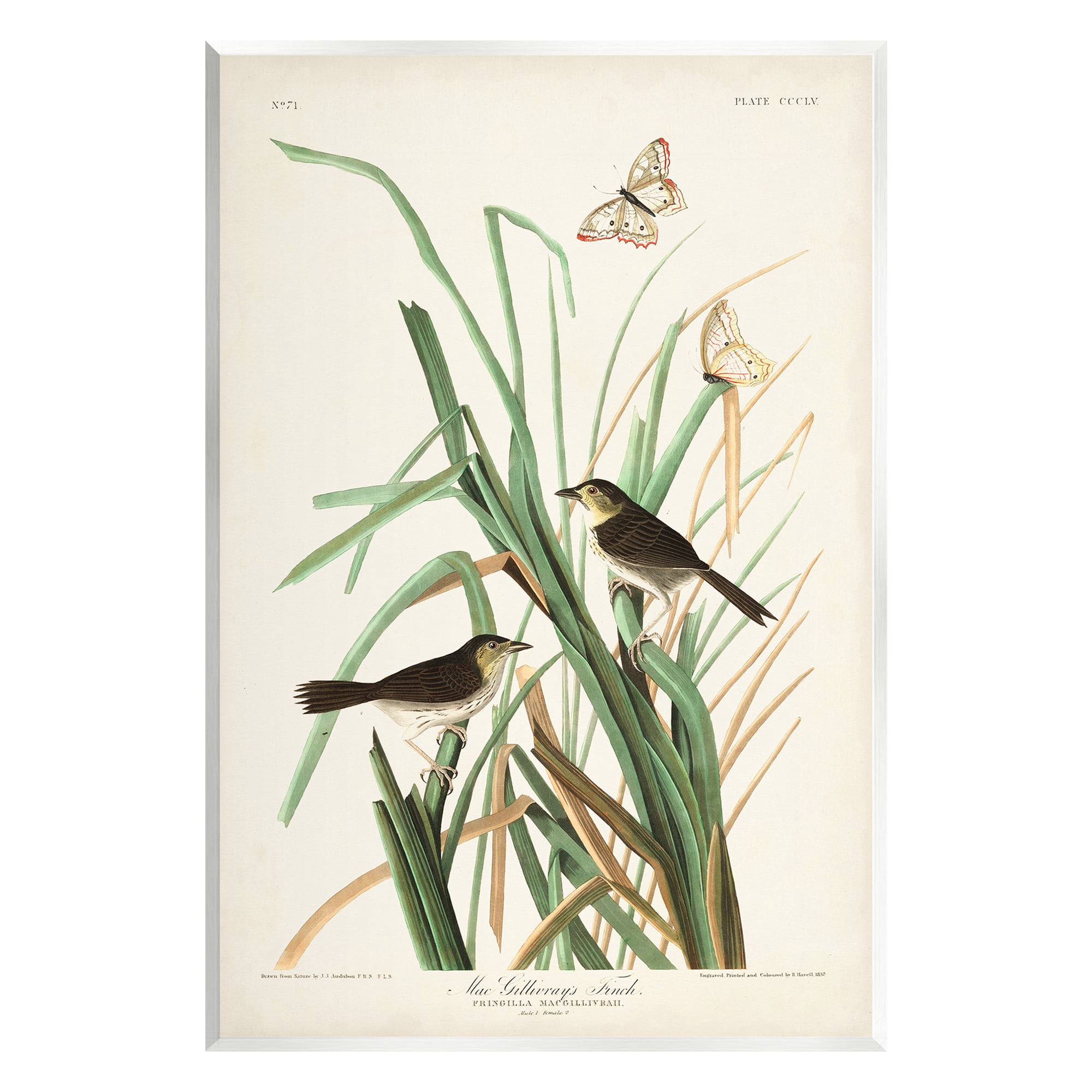 Stupell Industries Traditional Nature Study Animals & Insects Painting Unframed Art Print Wall Art, 10 x 15