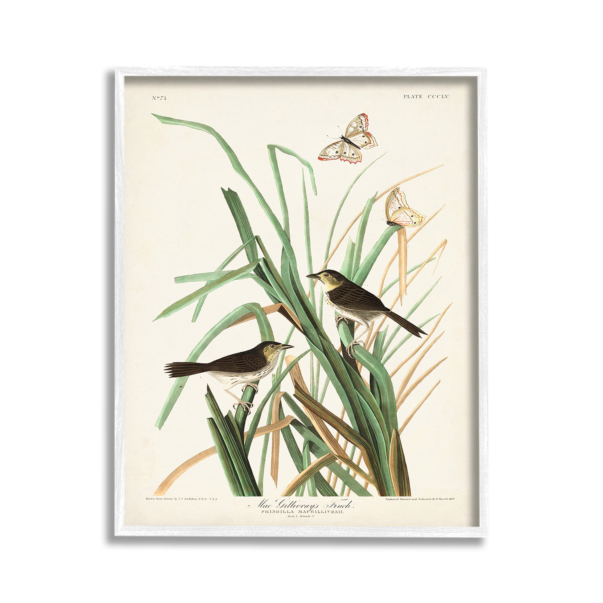 Stupell Industries Traditional Nature Study Animals & Insects Painting White Framed Art Print Wall Art, 11 x 14