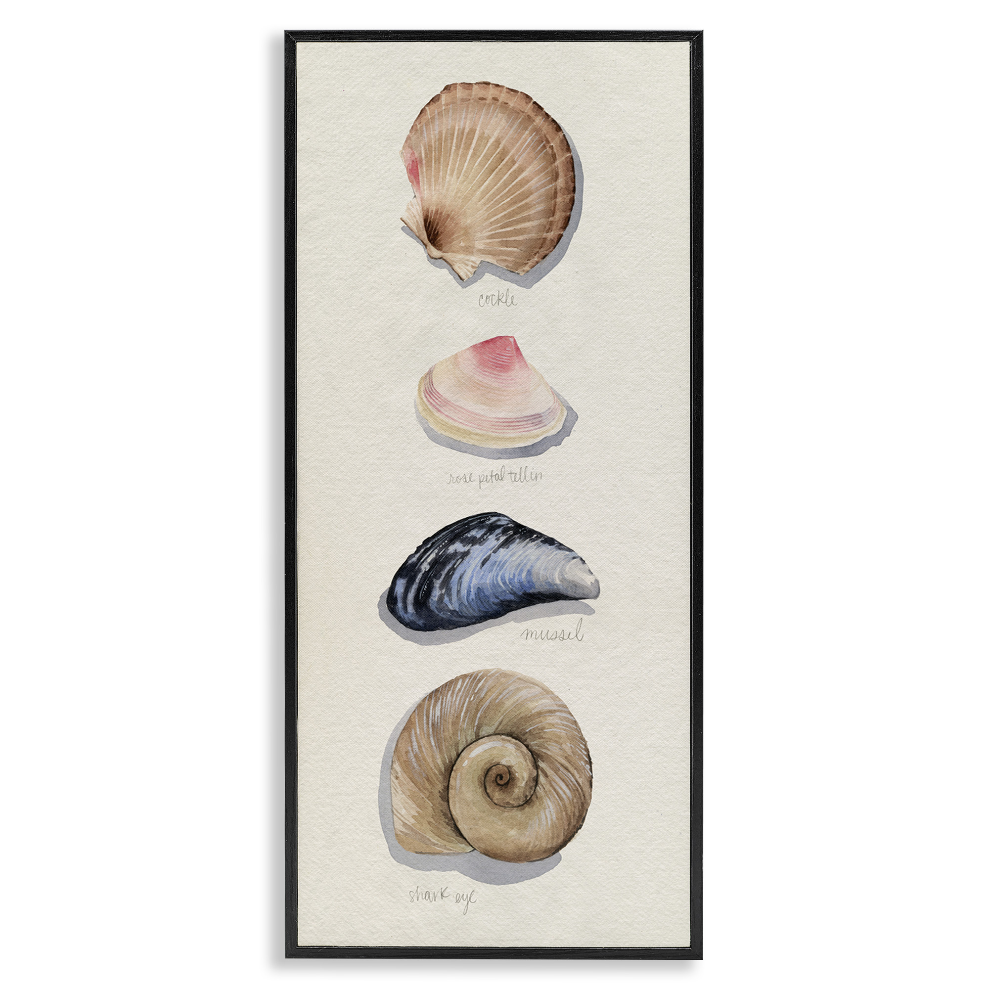 Stupell Industries Traditional Nautical Sea Shells Nature Painting Black Framed Art Print Wall Art, 13 x 30