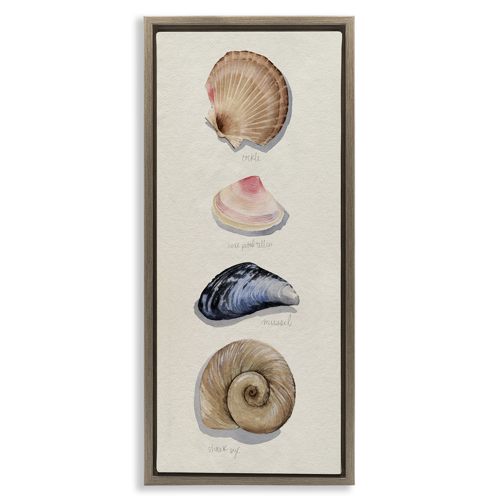 Stupell Industries Traditional Nautical Sea Shells Nature Painting Brown Floater Framed Canvas Art Print Wall Art, 15 x 31