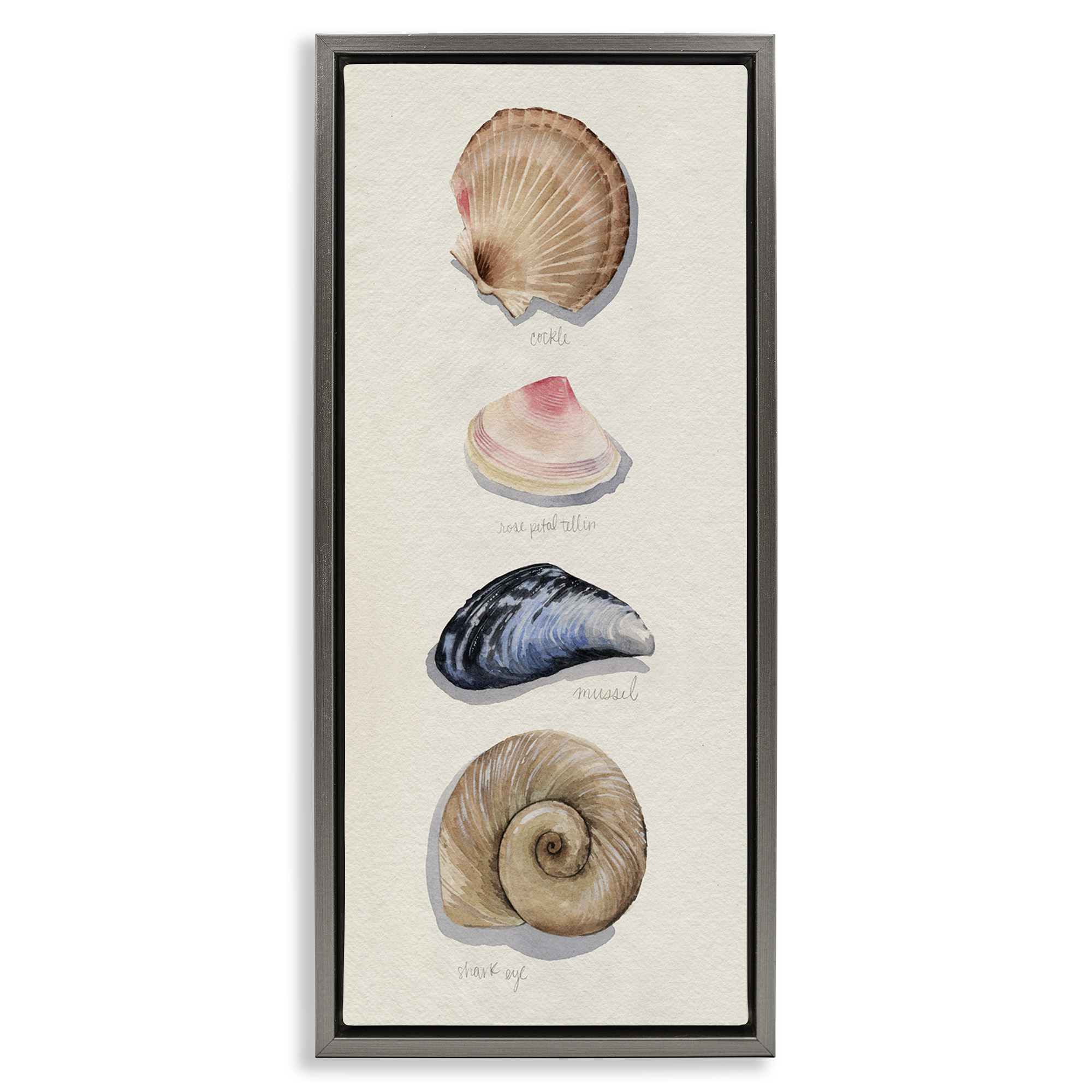 Stupell Industries Traditional Nautical Sea Shells Nature Painting Gray Floater Framed Canvas Art Print Wall Art, 11 x 25