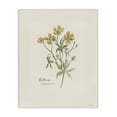 thumbnail image 1 of Stupell Industries Traditional Simple Buttercup Flowers Canvas Art, 16 x 20, by Cindy Jacobs, 1 of 8