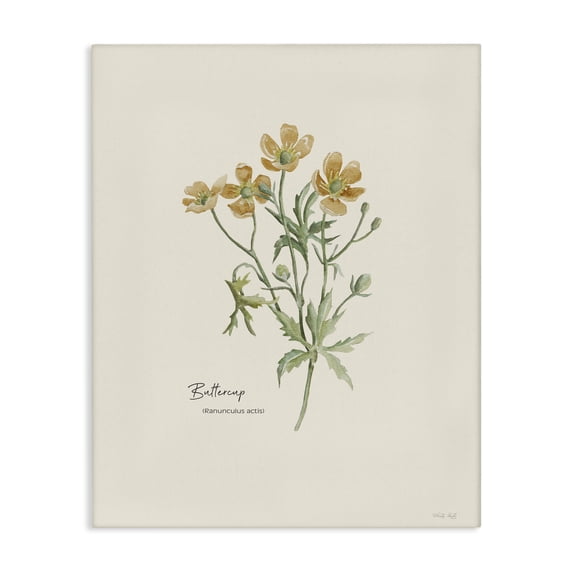 Stupell Industries Traditional Simple Buttercup Flowers Canvas Art, 16 x 20, by Cindy Jacobs