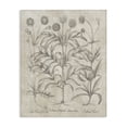 thumbnail image 1 of Stupell Industries Traditional Vintage Plant Life Canvas Art, 24 x 30, by Lettered and Lined, 1 of 8