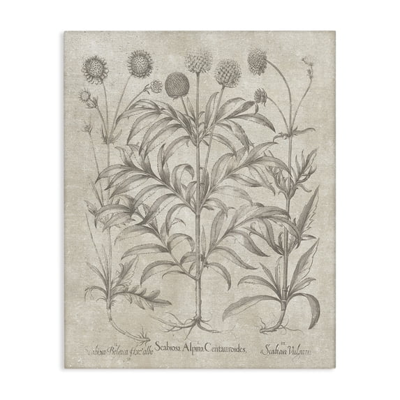 Stupell Industries Traditional Vintage Plant Life Canvas Art, 24 x 30, by Lettered and Lined