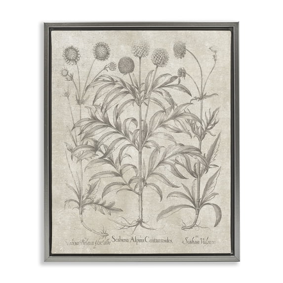 Stupell Industries Traditional Vintage Plant Life Gray Floating Frame Canvas Art, 17 x 21, by Lettered and Lined