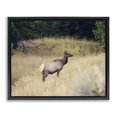 thumbnail image 1 of Stupell Industries Traditional Wild Elk Nature Grove Photography Black Floating Frame Canvas Art, 21 x 17, by Stede Bonnett, 1 of 7