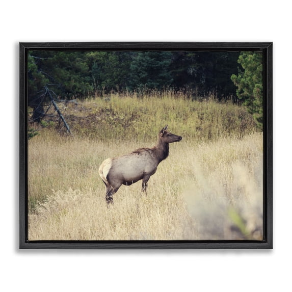 Stupell Industries Traditional Wild Elk Nature Grove Photography Black Floating Frame Canvas Art, 21 x 17, by Stede Bonnett