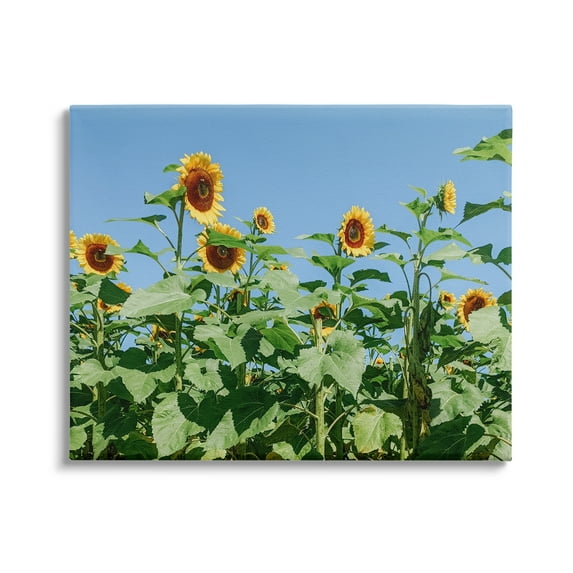 Stupell Industries Tranquil Country Sunflower Meadow Sunny Daytime Blooms Photograph Gallery Wrapped Canvas Print Wall Art, Design by Kali Wilson