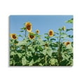 thumbnail image 1 of Stupell Industries Tranquil Country Sunflower Meadow Sunny Daytime Blooms Photograph Gallery Wrapped Canvas Print Wall Art, Design by Kali Wilson, 1 of 7