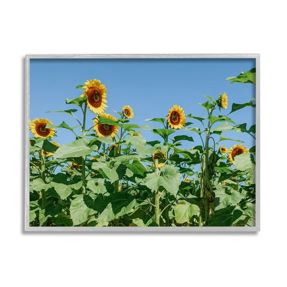 Stupell Industries Tranquil Country Sunflower Meadow Sunny Daytime Blooms Photograph Gray Framed Art Print Wall Art, Design by Kali Wilson