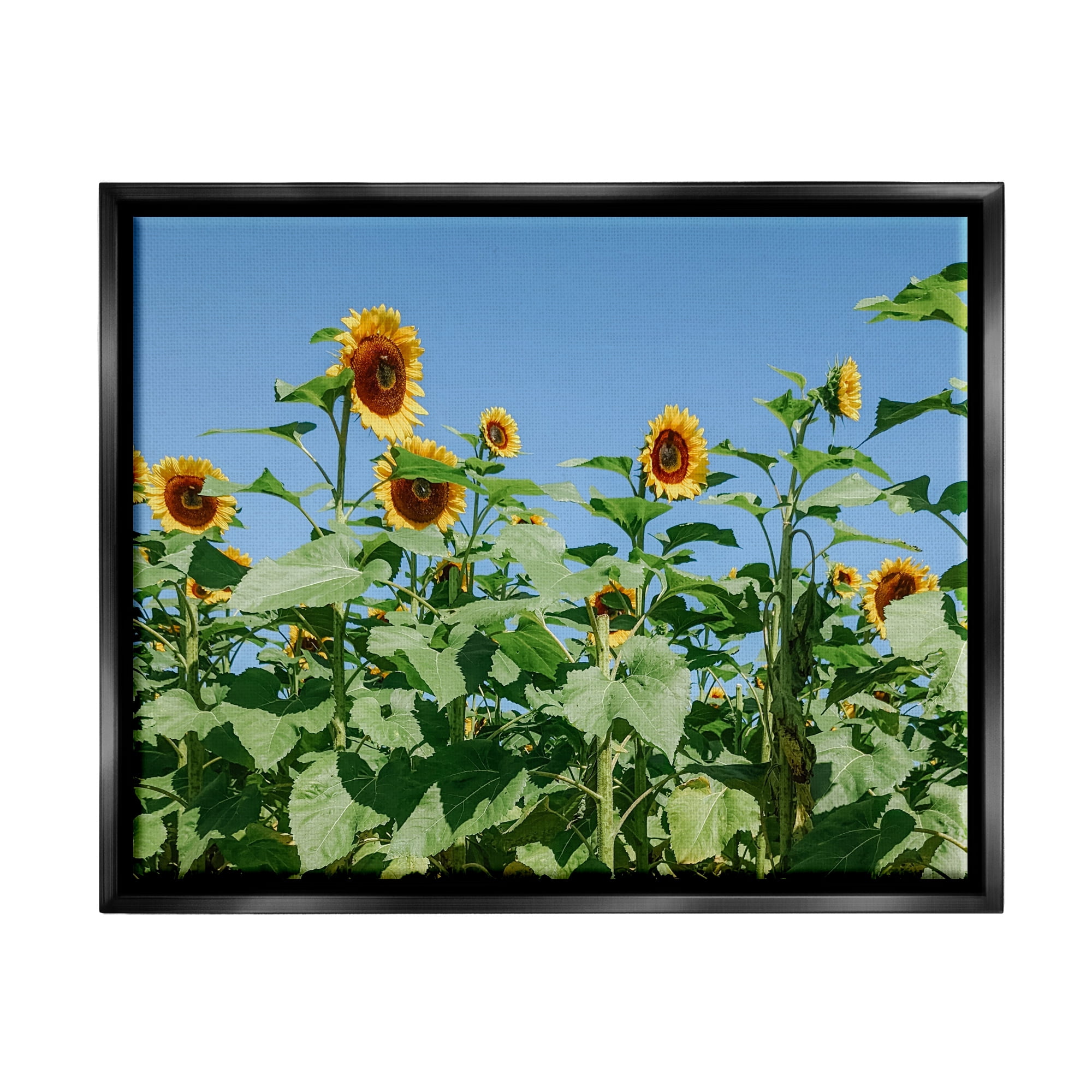 Stupell Industries Tranquil Country Sunflower Meadow Sunny Daytime Blooms Photograph Jet Black Floating Framed Canvas Print Wall Art, Design by Kali Wilson