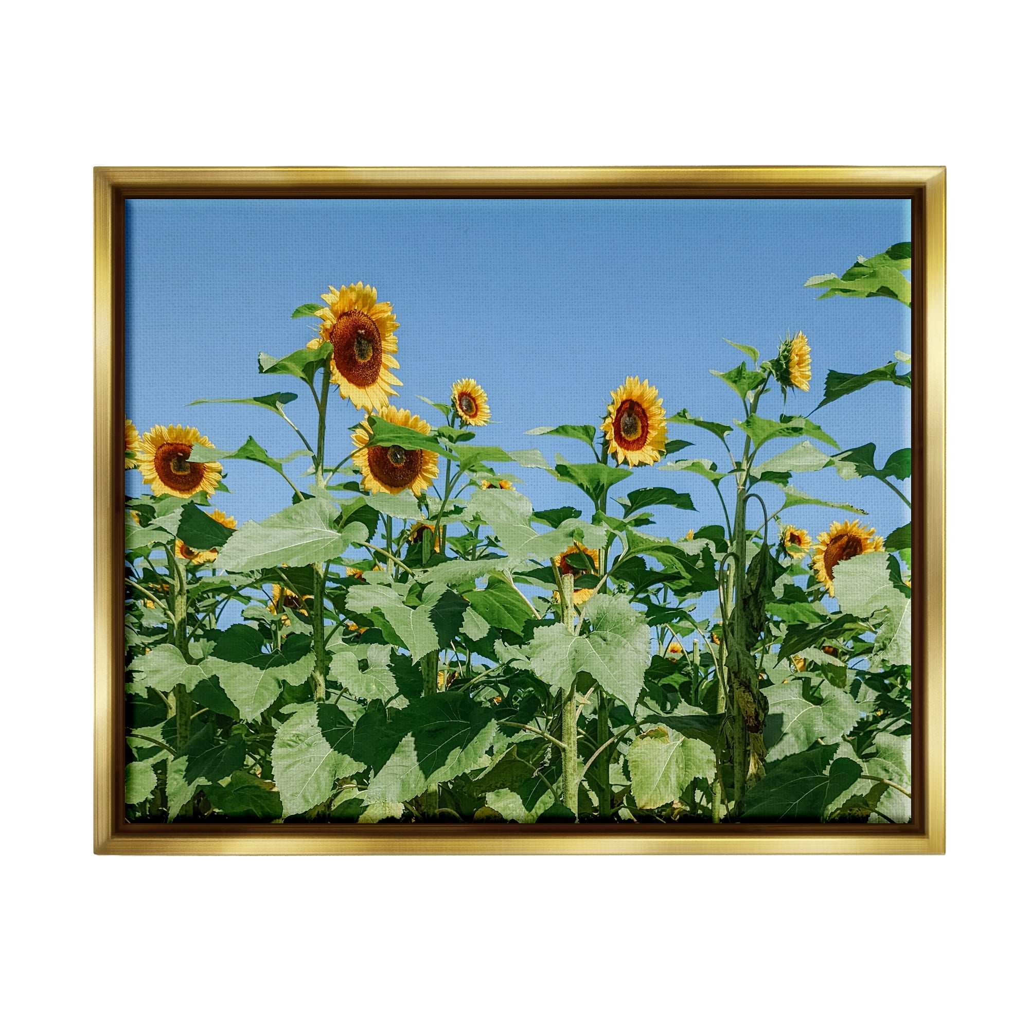 Stupell Industries Tranquil Country Sunflower Meadow Sunny Daytime Blooms Photograph Metallic Gold Floating Framed Canvas Print Wall Art, Design by Kali Wilson