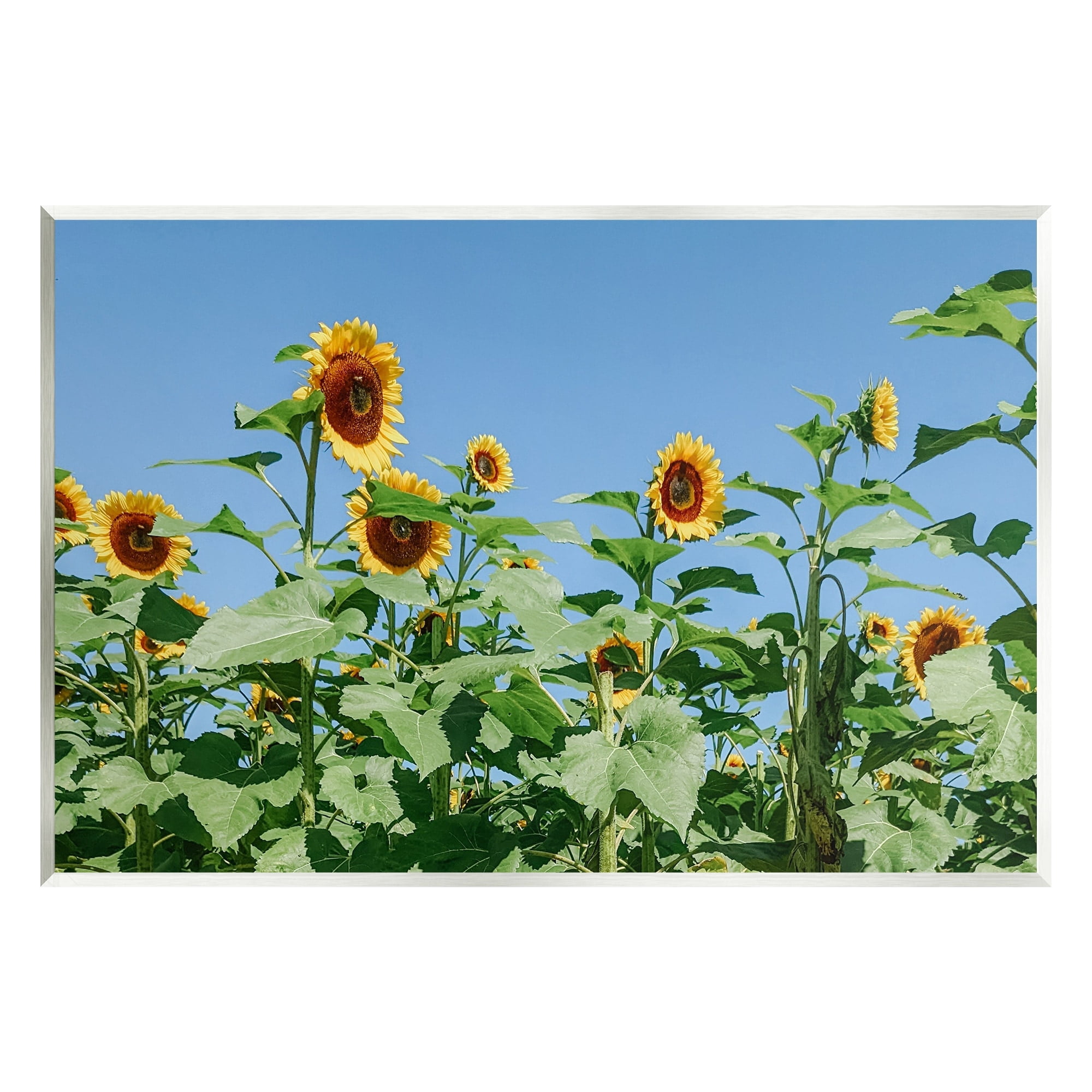 Stupell Industries Tranquil Country Sunflower Meadow Sunny Daytime Blooms Photograph Unframed Art Print Wall Art, Design by Kali Wilson