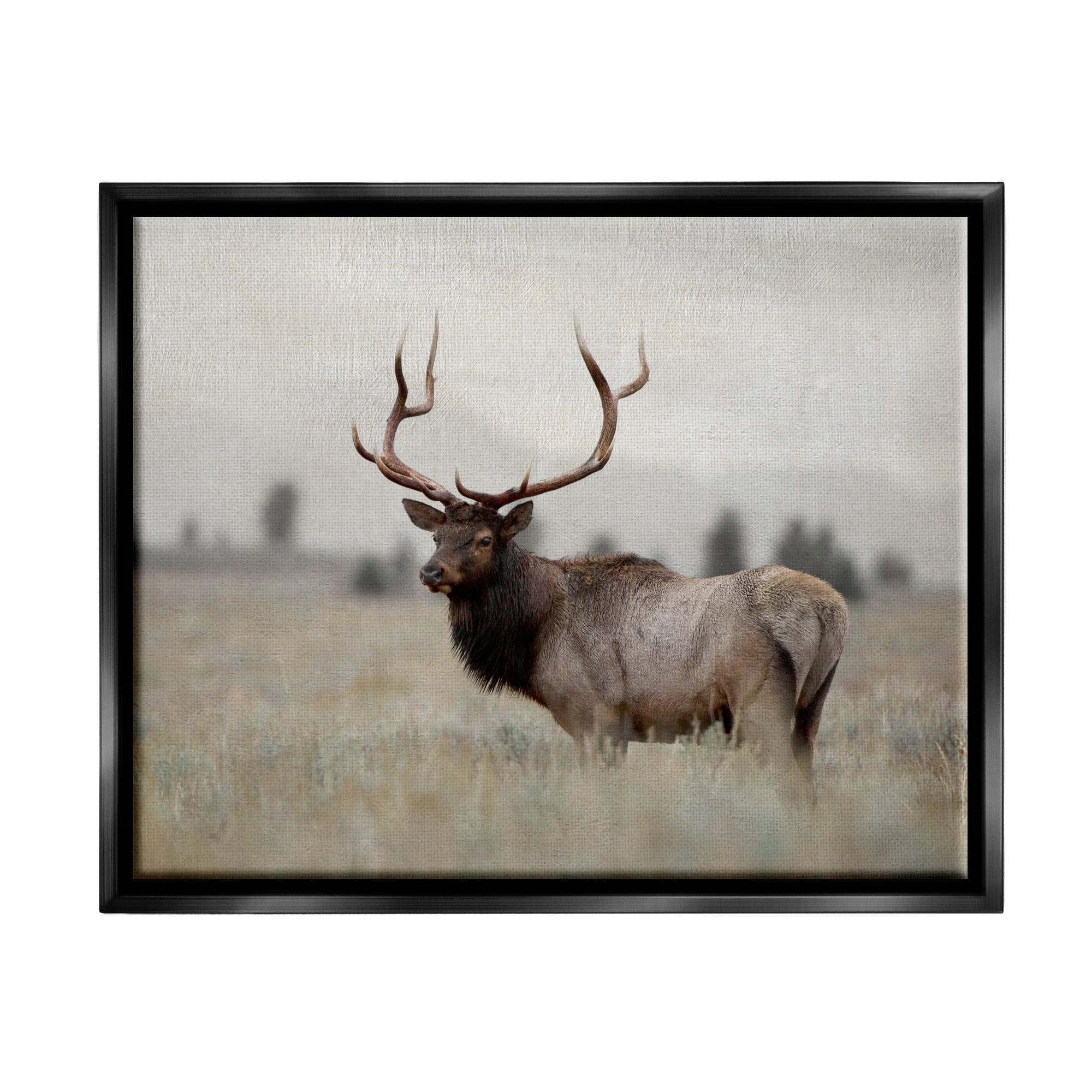 Stupell Industries Tranquil Elk Deer Grazing Rural Farmland Field Photograph Jet Black Floating Framed Canvas Print Wall Art, Design by Danita Delimont