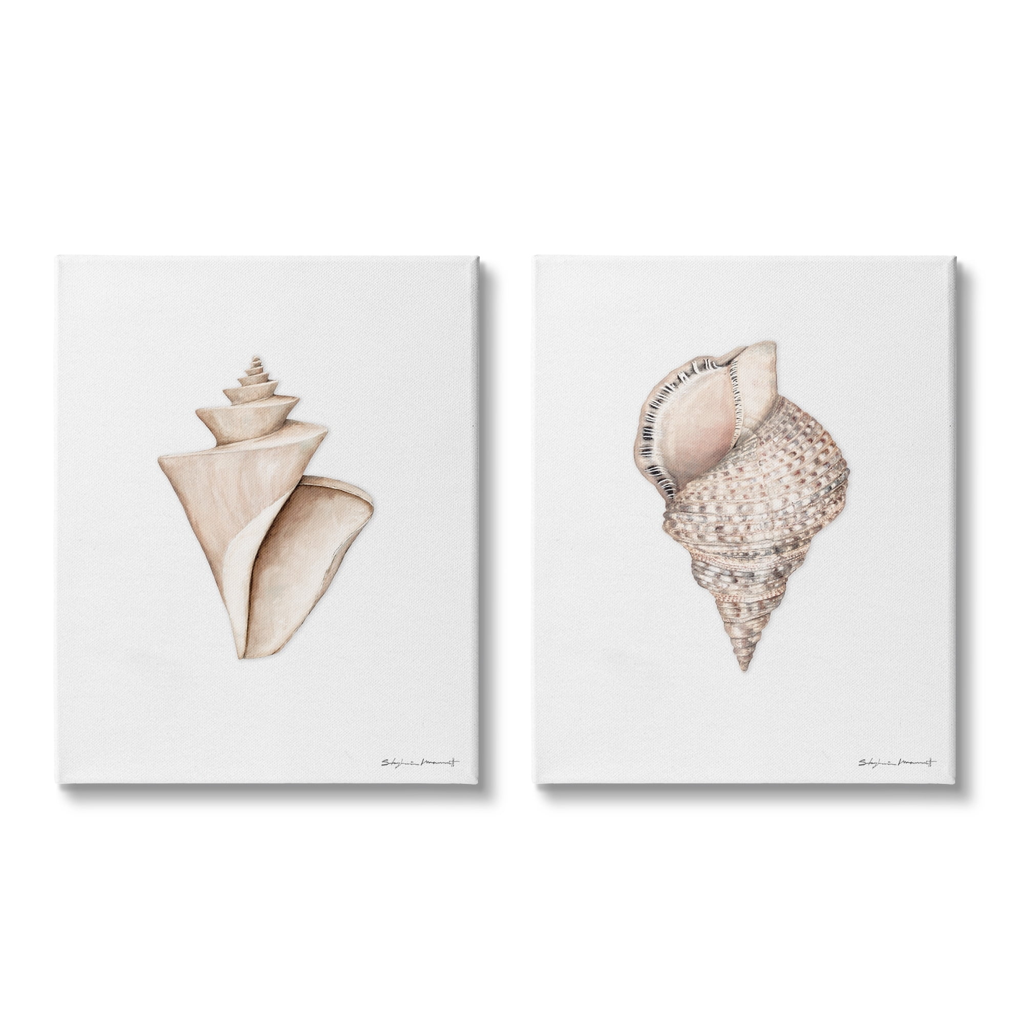 Stupell Industries Tranquil Spiral Sea Shells Soft Marine Life Illustration, 16 x 20, Design by Stephanie Workman Marrott