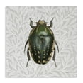 thumbnail image 1 of Stupell Industries Transitional Beetle with Botanical Pattern Canvas Art, 17 x 17, by Danhui Nai, 1 of 8