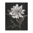 thumbnail image 1 of Stupell Industries Transitional Modern White Dahlia Blossom Sprout Canvas Art, 16 x 20, by Nina Blue, 1 of 7