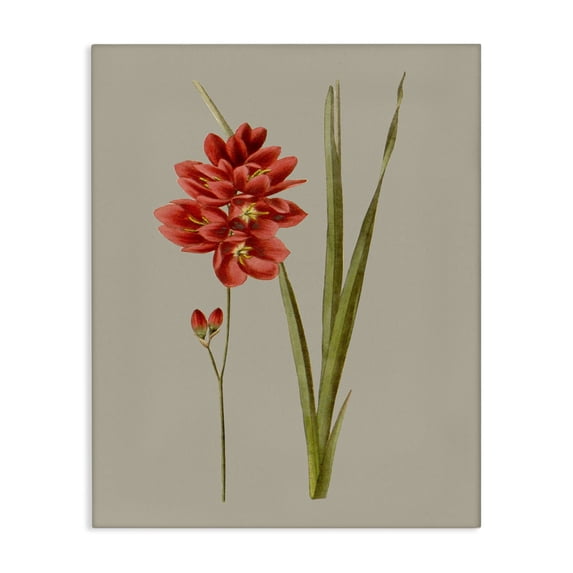 Stupell Industries Transitional Red Traditional Botanical Canvas Art, 16 x 20, by Vision Studio