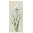 thumbnail image 1 of Stupell Industries Transitional White Iris on Beige Canvas Art, 10 x 24, by Sally Swatland, 1 of 8