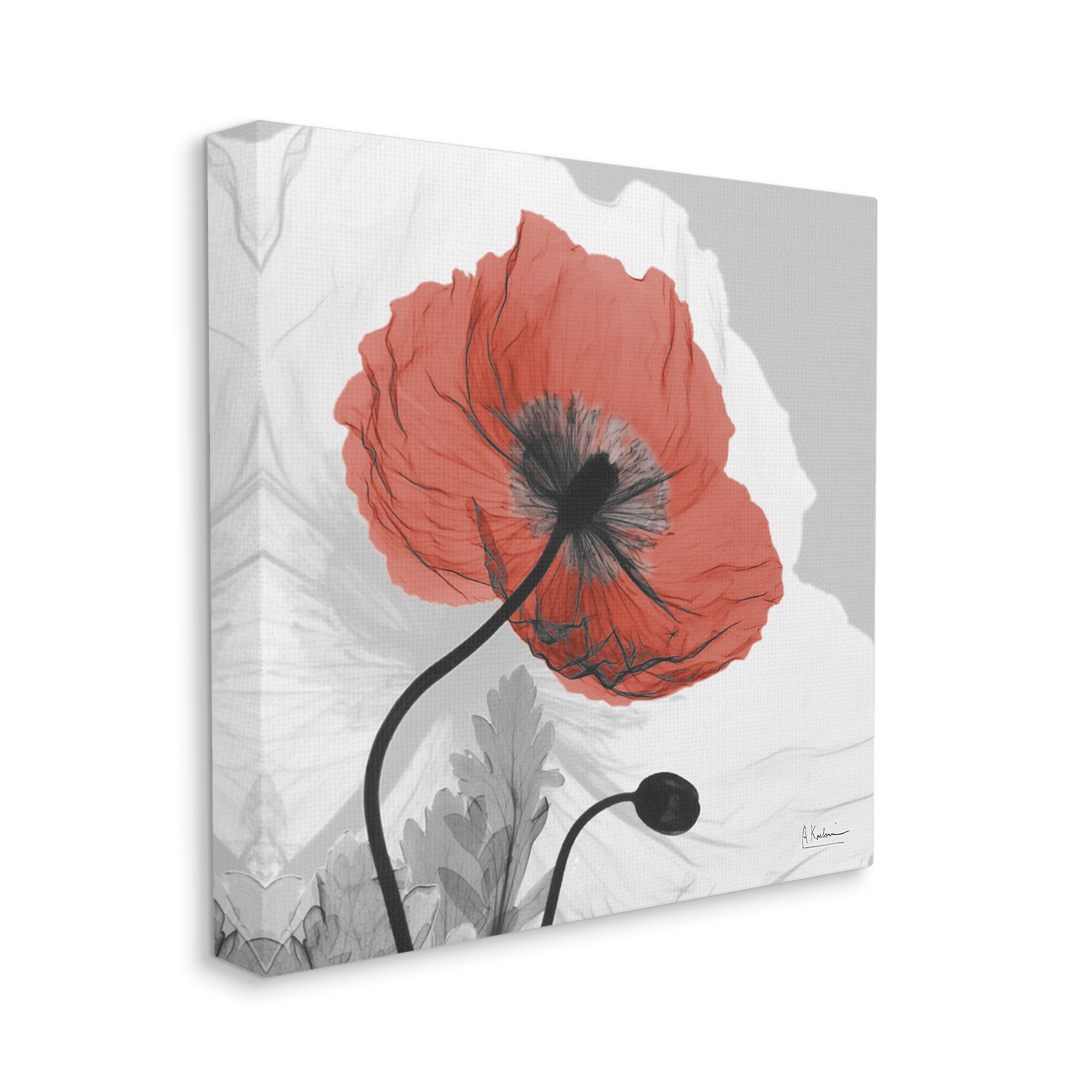 Stupell Industries Translucent Red Poppy Floral Modern Flower Botanical & Floral Photography Gallery Wrapped Canvas Print Wall Art, 24 x 24