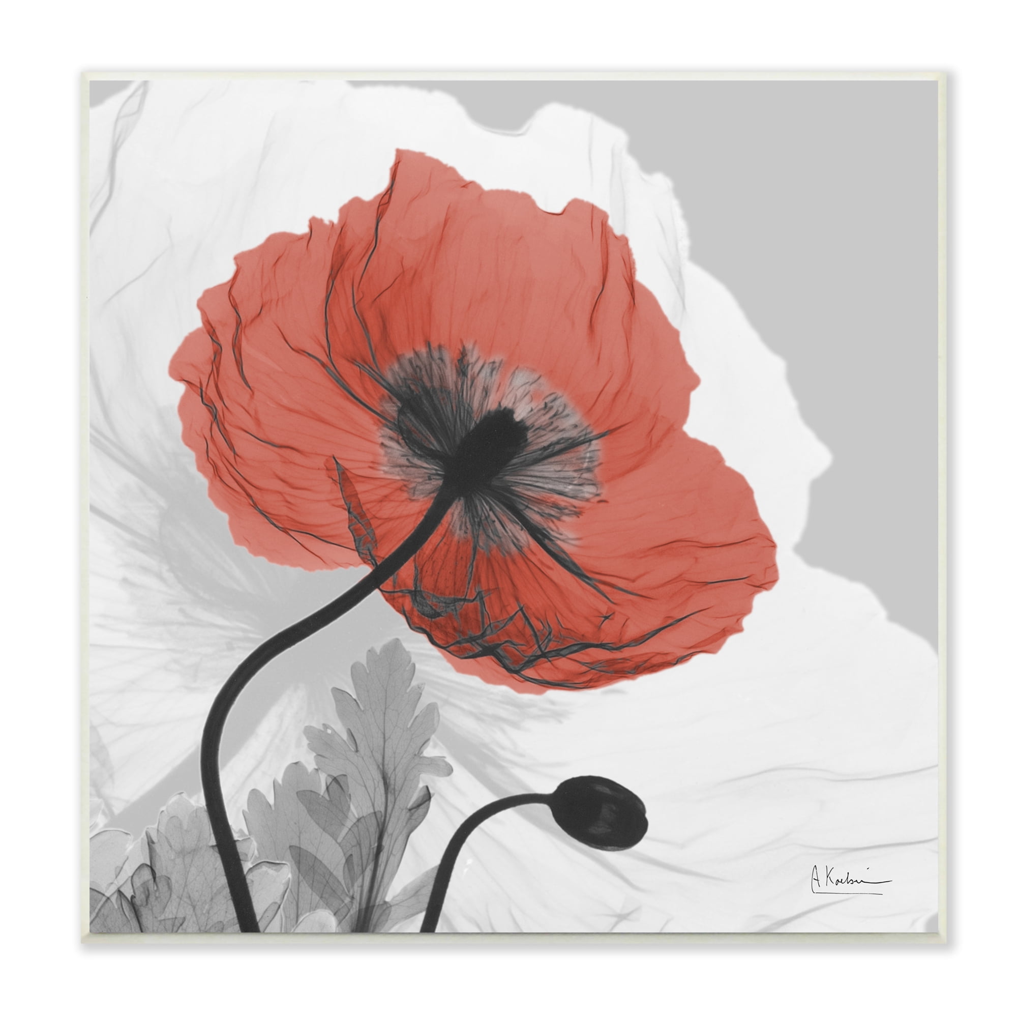 Stupell Industries Translucent Red Poppy Floral Modern Flower Botanical & Floral Photography Unframed Art Print Wall Art, 12 x 12