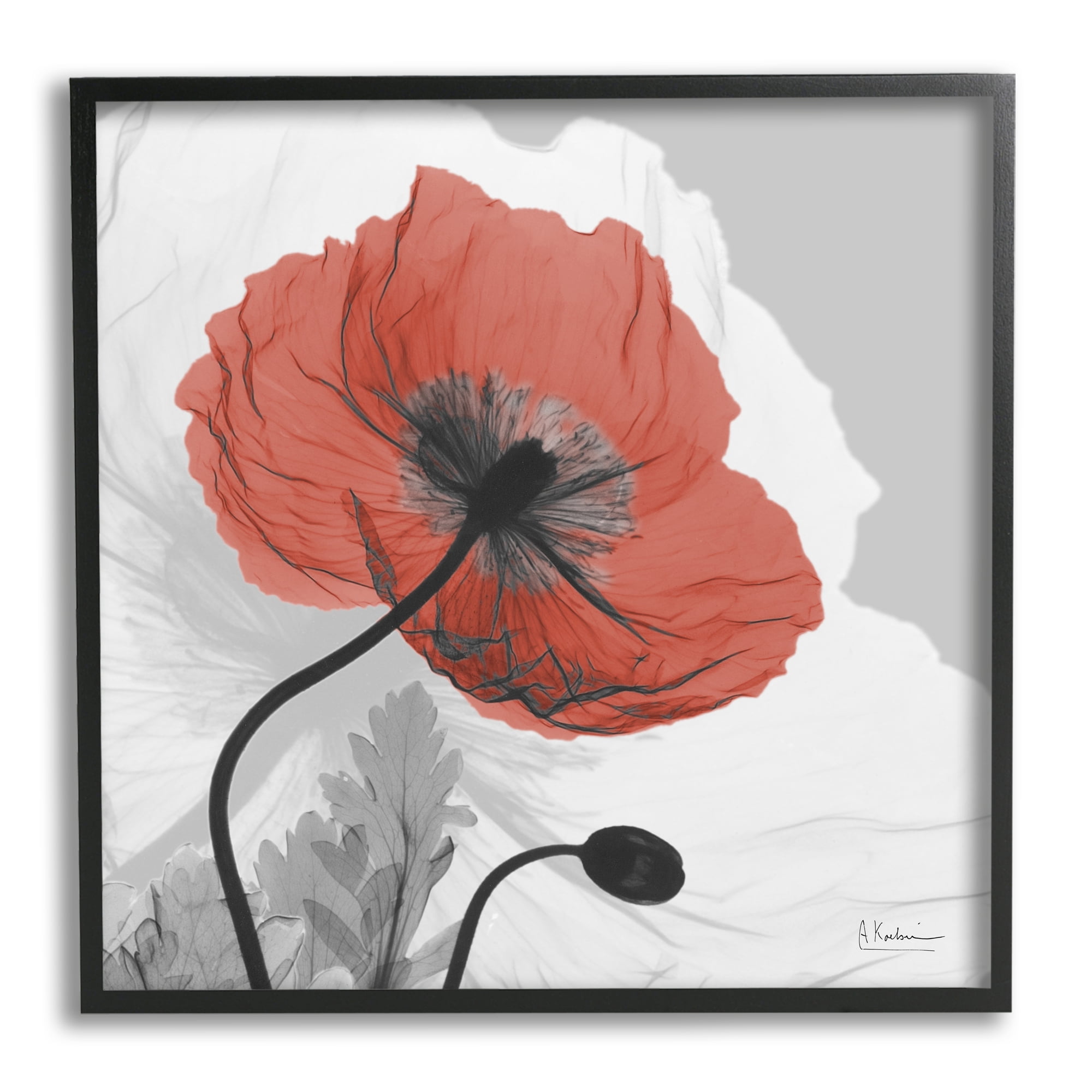 Stupell Industries Translucent Red Poppy Floral Modern Flower Photography, 12 x 12, Design by Albert Koetsier