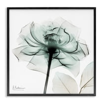 Stupell Industries Transparent Flower Blossom Floral Photography Black Framed Art Print Wall Art, 12 x 12