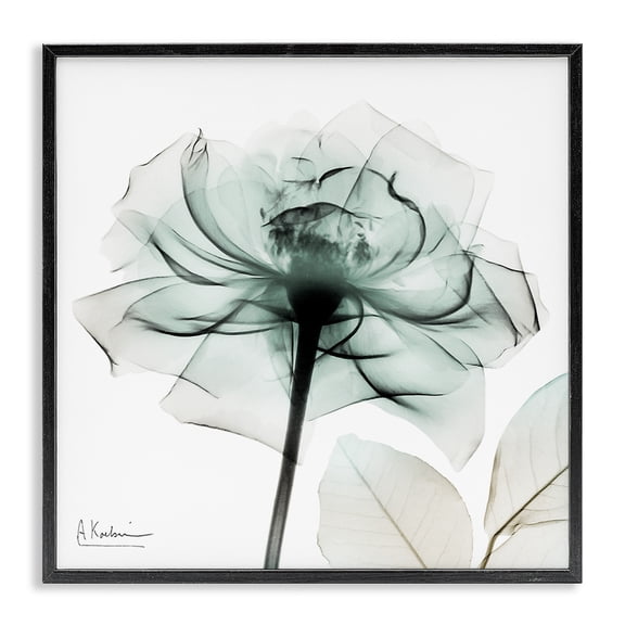 Stupell Industries Transparent Flower Blossom Floral Photography Black Framed Art Print Wall Art, 12 x 12