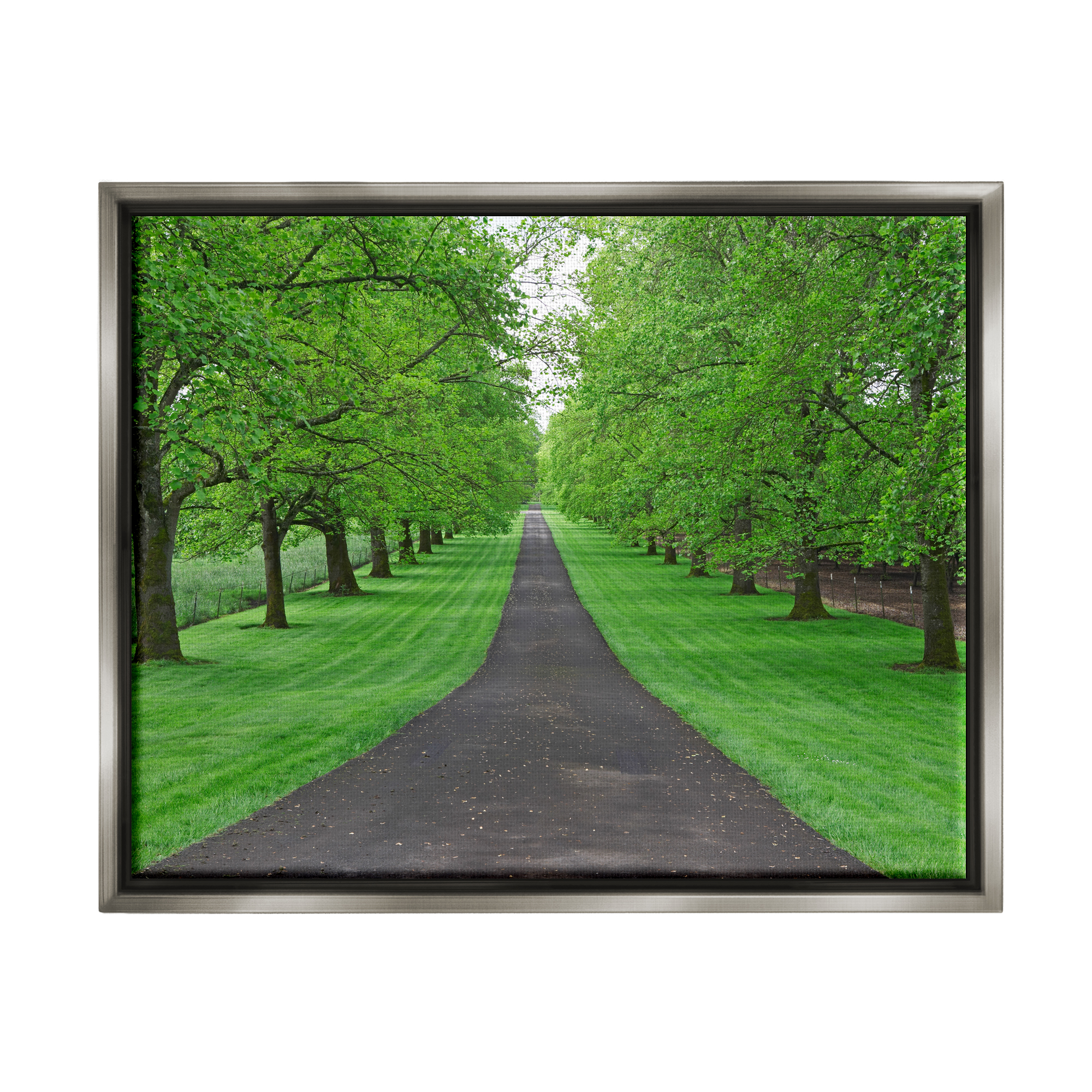 Stupell Industries Tree Grove Path Landscape Nature Photography Gray Floater Framed Art Print Wall Art, 31 x 25