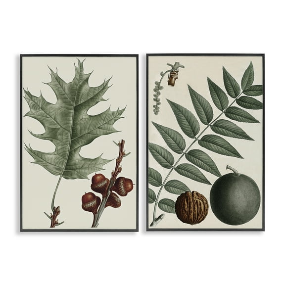 Stupell Industries Tree Leaves & Nuts Plants & Flowers Painting Black Framed Art Print Wall Art, 12 x 18, Set of 2