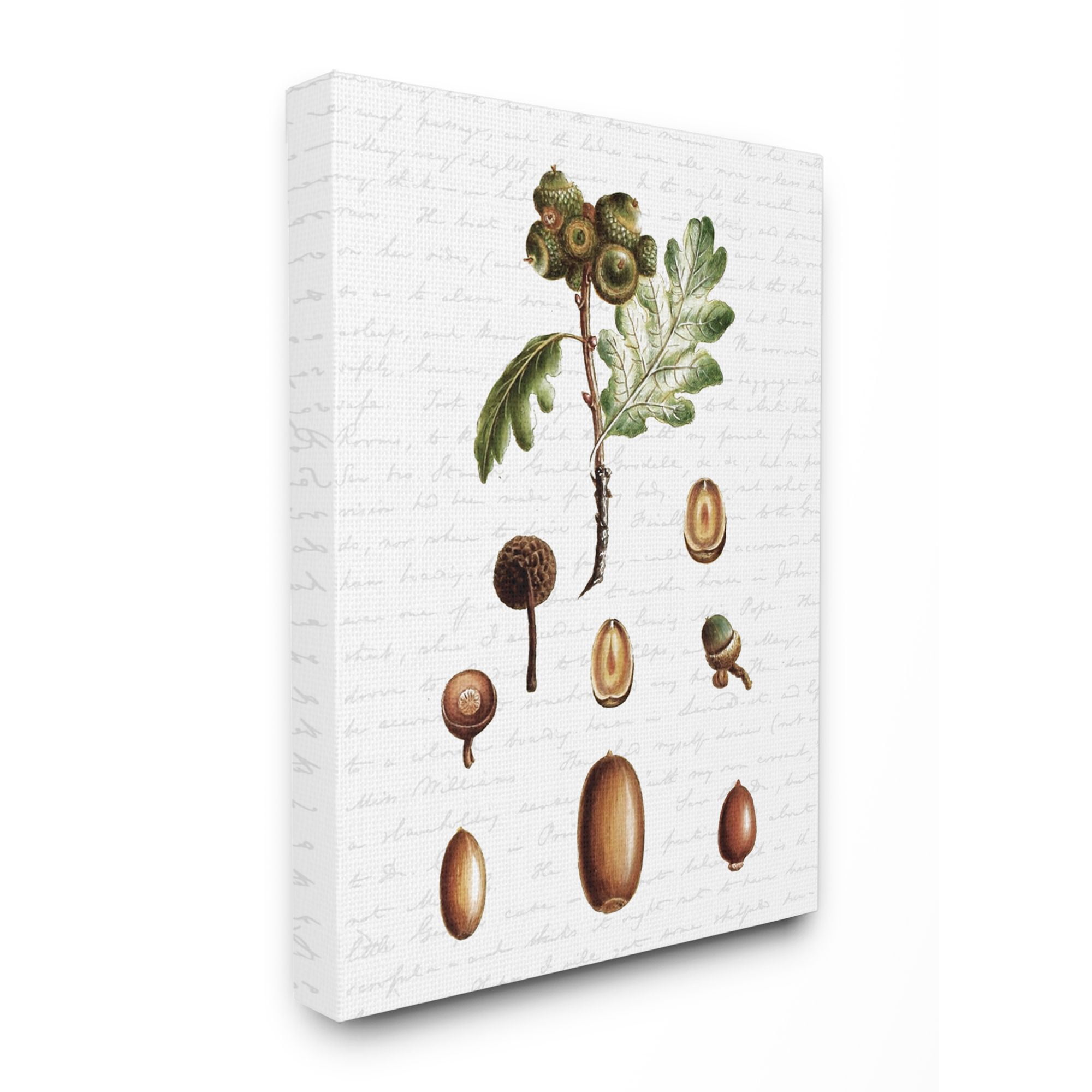 Stupell Industries Tree Seeds Nuts Fall Autumn Seasonal Design Canvas Wall Art by Lettered and Lined