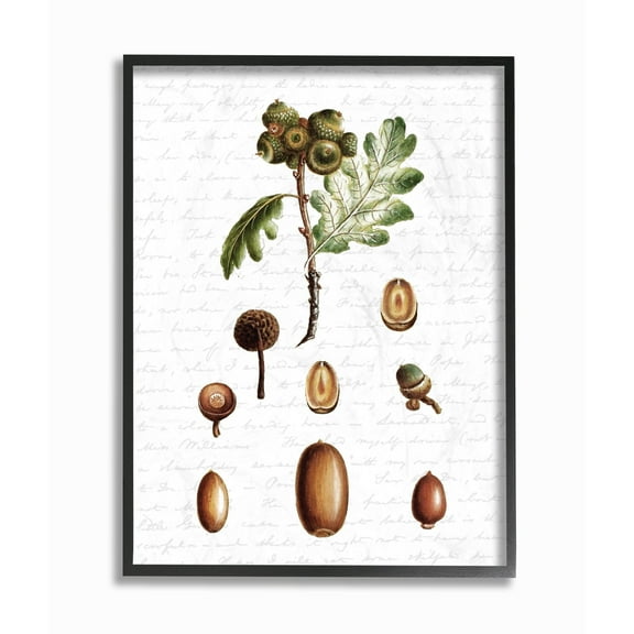 Stupell Industries Tree Seeds Nuts Fall Autumn Seasonal Design Framed Wall Art by Lettered and Lined