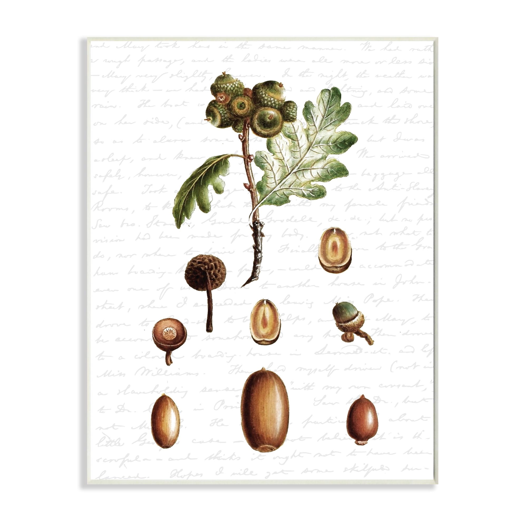 Stupell Industries Tree Seeds Nuts Fall Autumn Seasonal Design Wall Plaque by Lettered and Lined