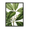 thumbnail image 1 of Stupell Industries Tristania Conferta Flower Large Leaf Vegetation Botanical Print,11 x 14, Design by Lettered and Lined, 1 of 5
