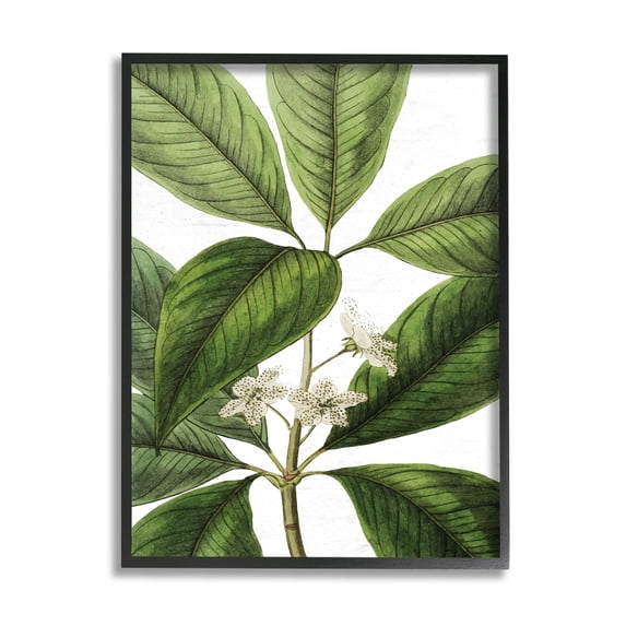 Stupell Industries Tristania Conferta Flower Large Leaf Vegetation Botanical Print,11 x 14, Design by Lettered and Lined