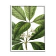 thumbnail image 1 of Stupell Industries Tristania Conferta Flower Large Leaf Vegetation Botanical Print,11 x 14, Design by Lettered and Lined, 1 of 7