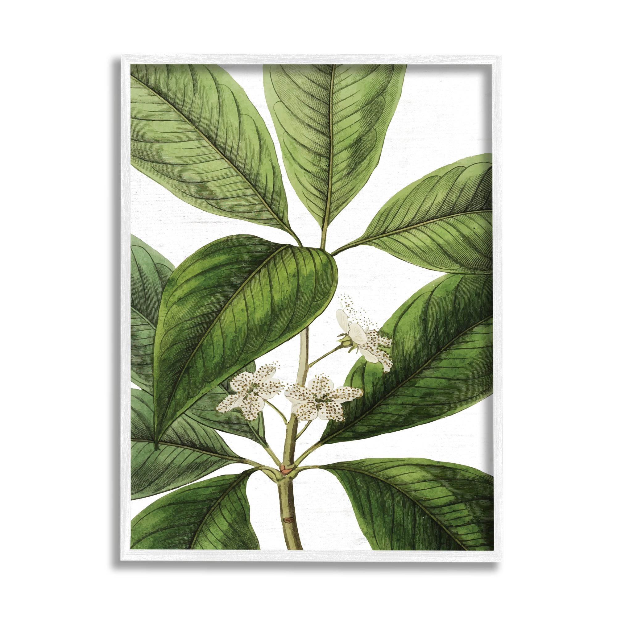 Stupell Industries Tristania Conferta Flower Large Leaf Vegetation Botanical Print,16 x 20, Design by Lettered and Lined
