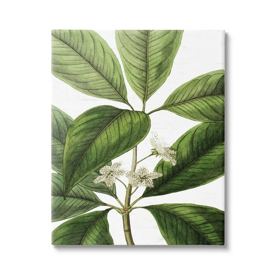 Stupell Industries Tristania Conferta Flower Large Leaf Vegetation Botanical Print,36 x 48, Design by Lettered and Lined