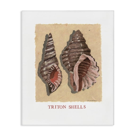 Stupell Industries Triton Shell Pair Canvas Wall Art design by Nancy Overton, 30 x 24