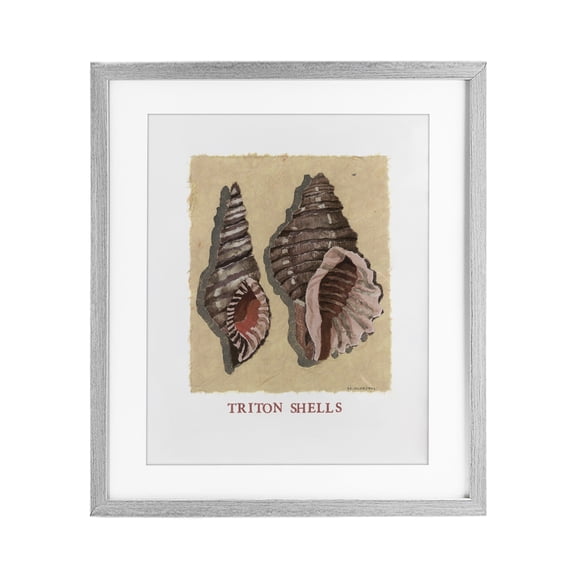 Stupell Industries Triton Shell Pair Gray Framed Print Under Glass design by Nancy Overton, 21 x 17