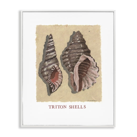 Stupell Industries Triton Shell Pair White Framed Giclee Art design by Nancy Overton, 14 x 11