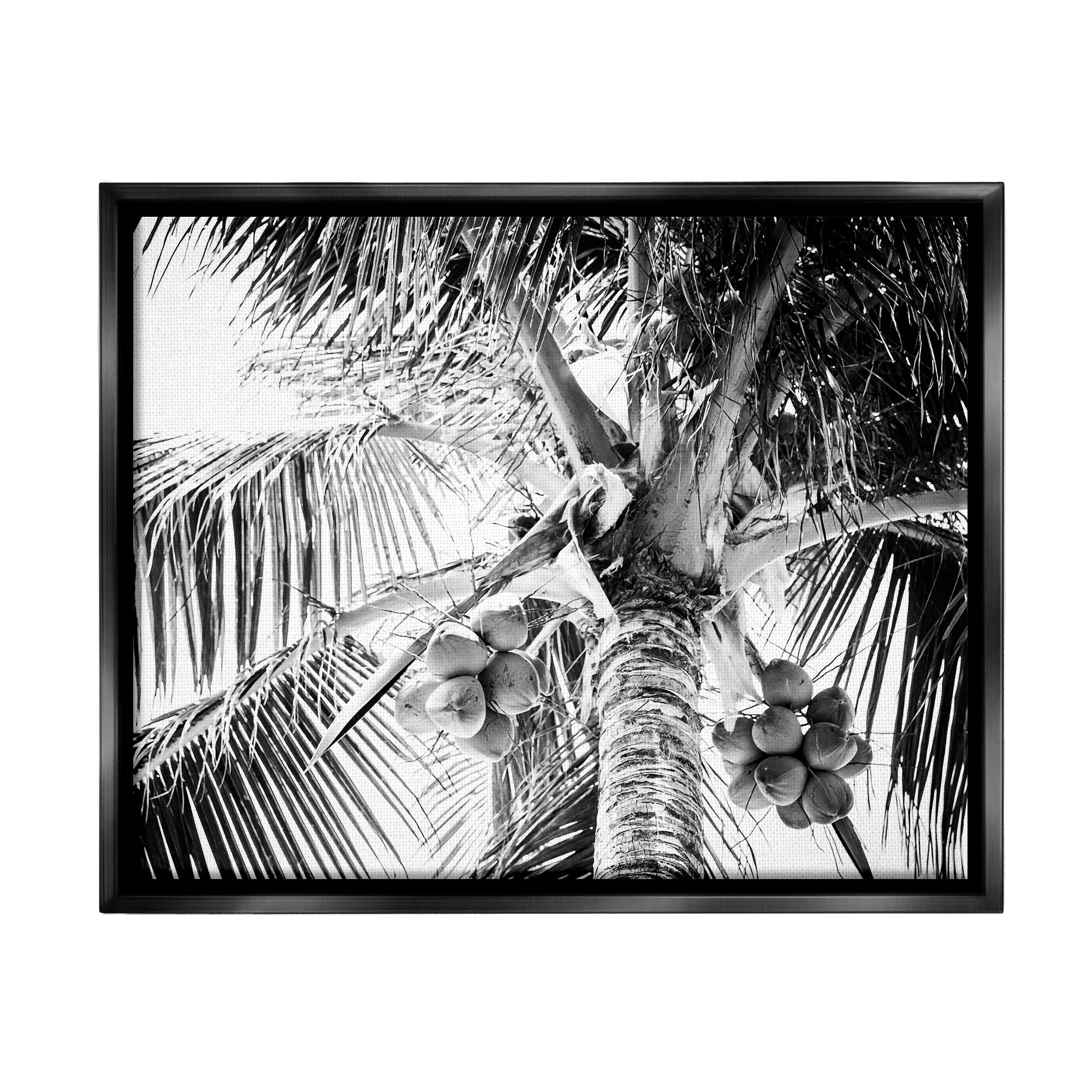 Stupell Industries Tropical Coconut Fruits Growing Monochrome Palm Tree Photograph Jet Black Floating Framed Canvas Print Wall Art, Design by Two Smart Blondes