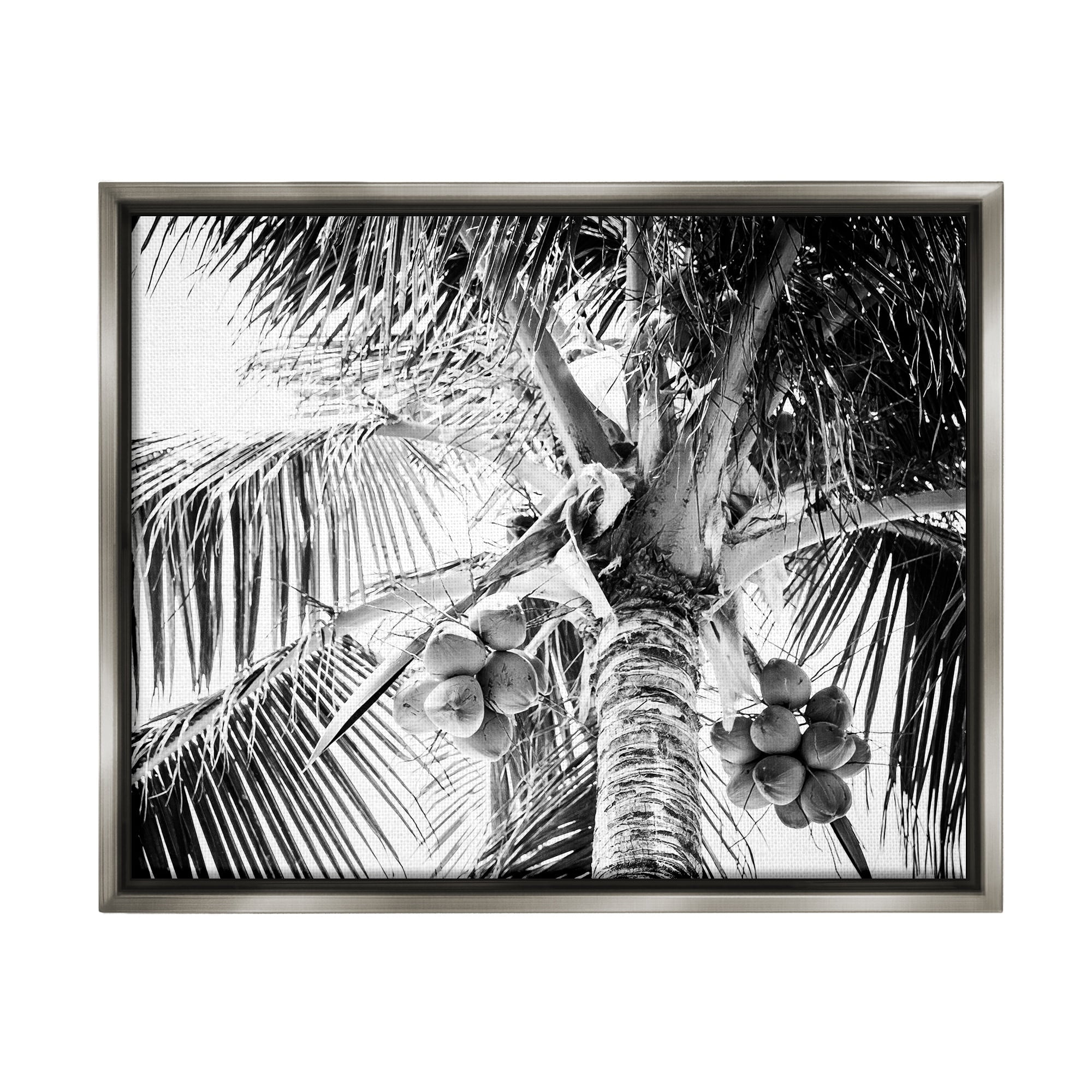 Stupell Industries Tropical Coconut Fruits Growing Monochrome Palm Tree Photograph Luster Gray Floating Framed Canvas Print Wall Art, Design by Two Smart Blondes